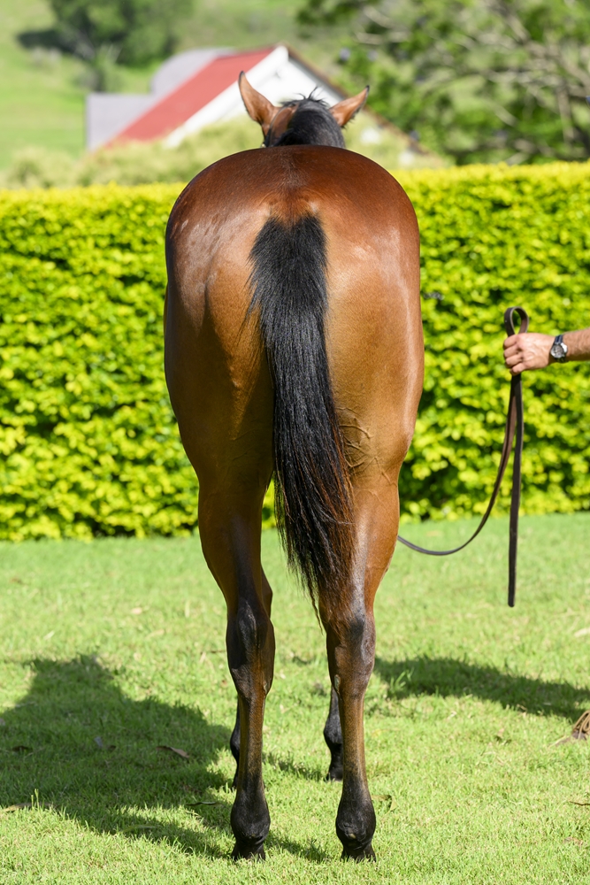 King's Legacy (AUS) / Newmore (AUS) 2023 Filly - Image 4