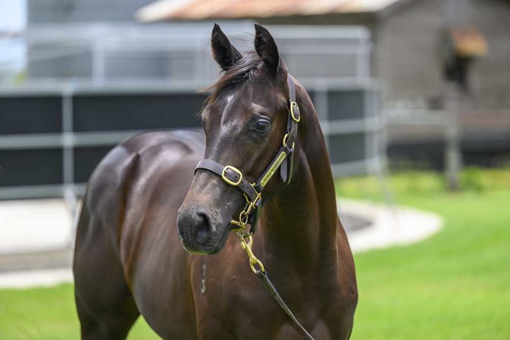 Tassort (AUS) / La Chica Rosa (AUS) 2023 Filly - Image 2