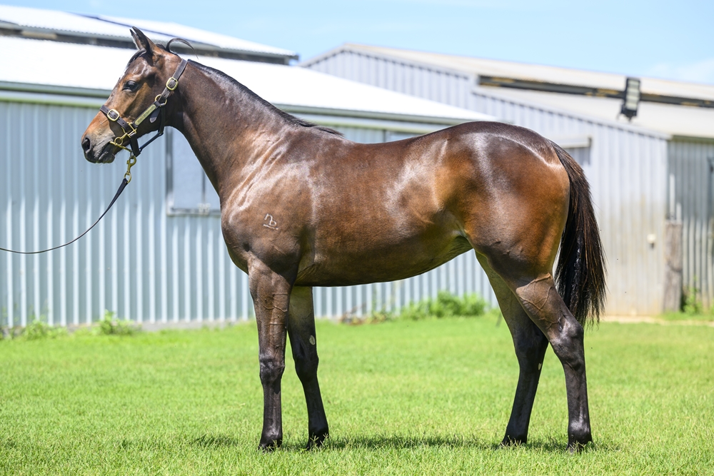 Victor Ludorum (GB) / Nekoosa (AUS) 2023 Filly - Image 1