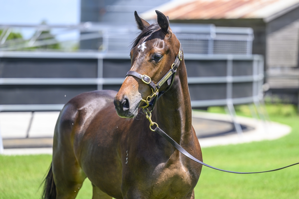 Victor Ludorum (GB) / Nekoosa (AUS) 2023 Filly - Image 2