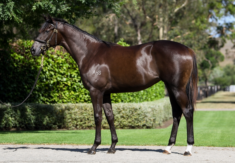 Wootton Bassett (GB) / Pleasurable (IRE) 2023 Filly - Image 1