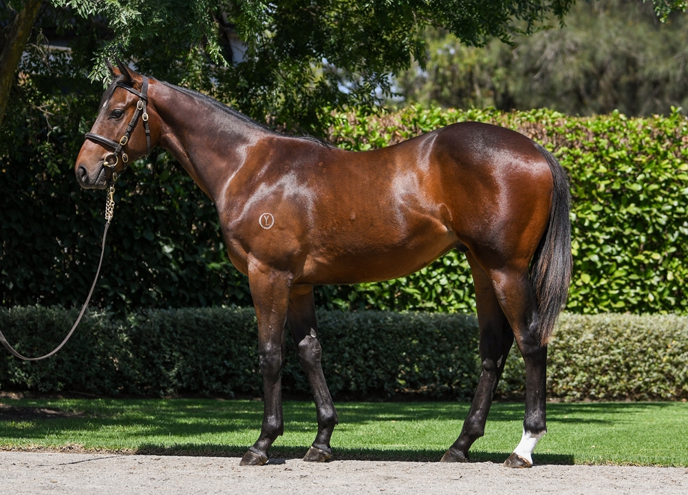 Cosmic Force (AUS) / Pia Sofia (AUS) 2023 Colt - Image 1