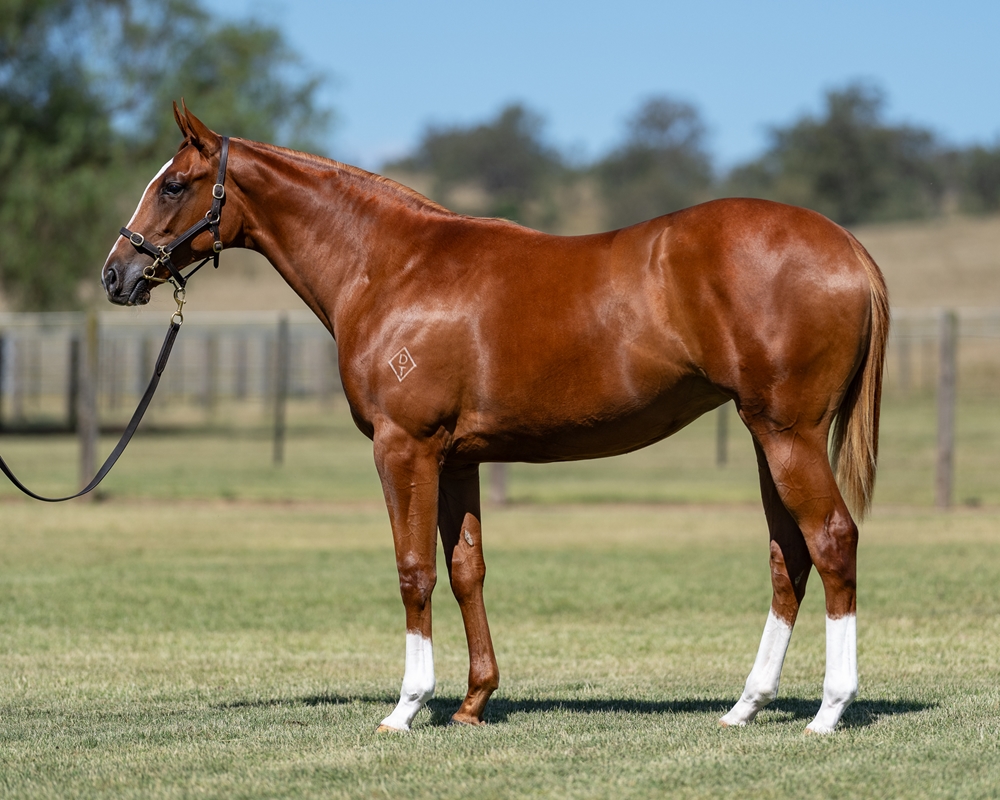 Maurice (JPN) / Mystic Empire (AUS) 2023 Filly - Image 1
