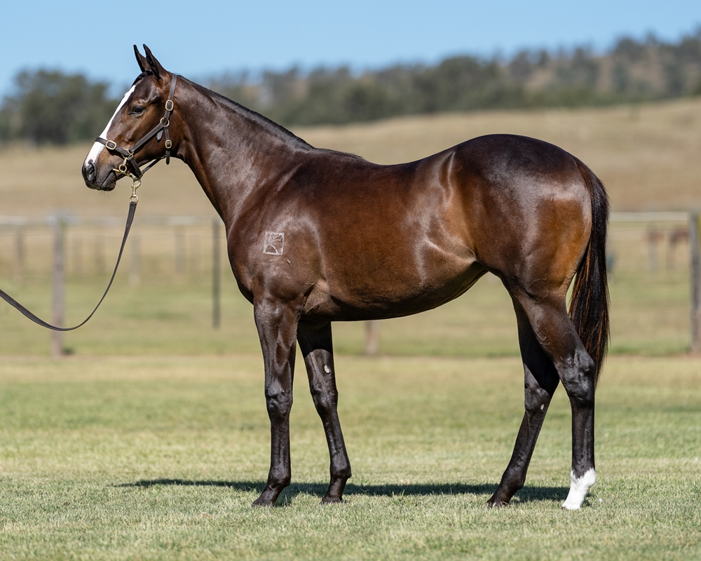 Pinatubo (IRE) / Pattini (AUS) 2023 Filly - Image 1