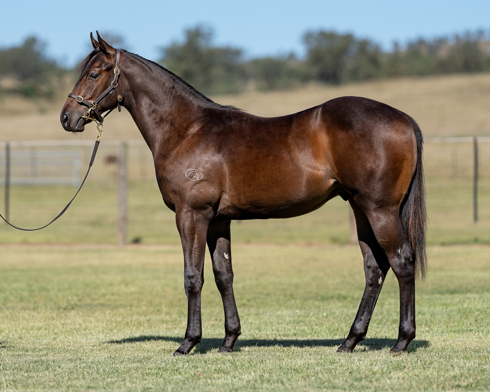Time to Reign (AUS) / Mornington Mist (AUS) 2023 Colt - Image 1