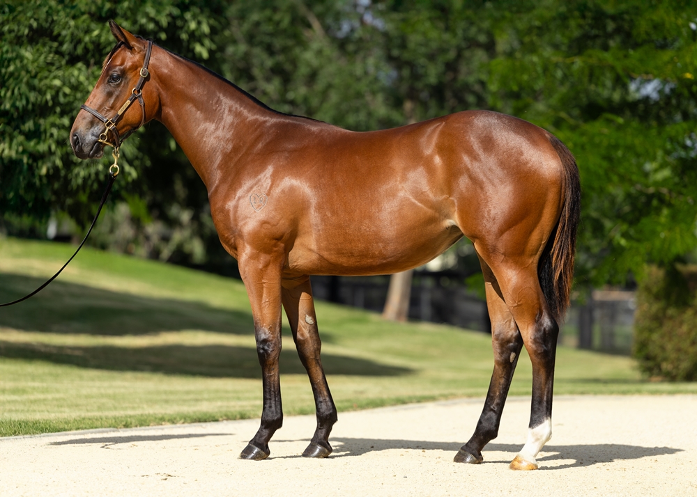 Home Affairs (AUS) / Twist Tops (AUS) 2023 Filly - Image 1