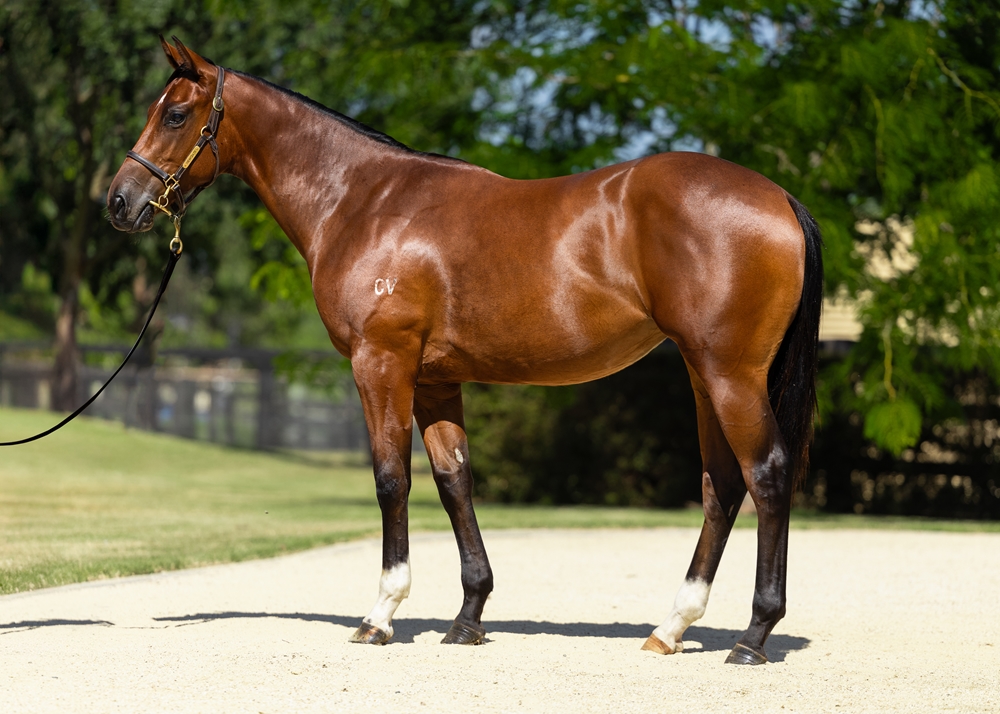 Satono Aladdin (JPN) / Bad Habits (NZ) 2023 Filly - Image 1