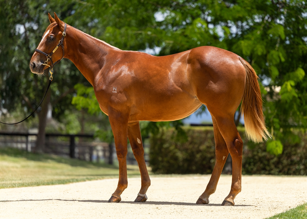 Home Affairs (AUS) / Blonde Intuition (AUS) 2023 Filly - Image 1