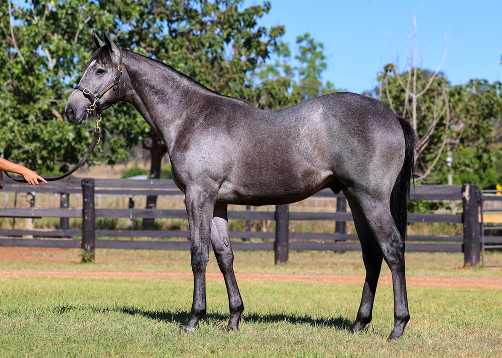 Spirit of Boom (AUS) / Bevico Girl (AUS) 2023 Colt - Image 1
