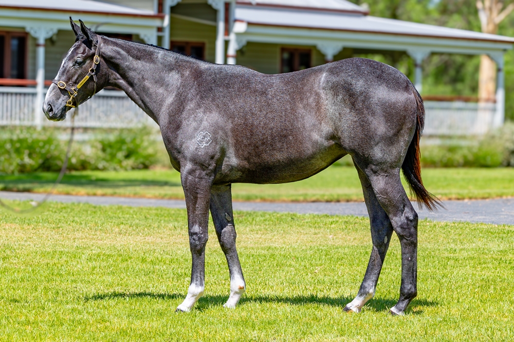 Maurice (JPN) / Vanilla Sky (AUS) 2023 Filly - Image 1