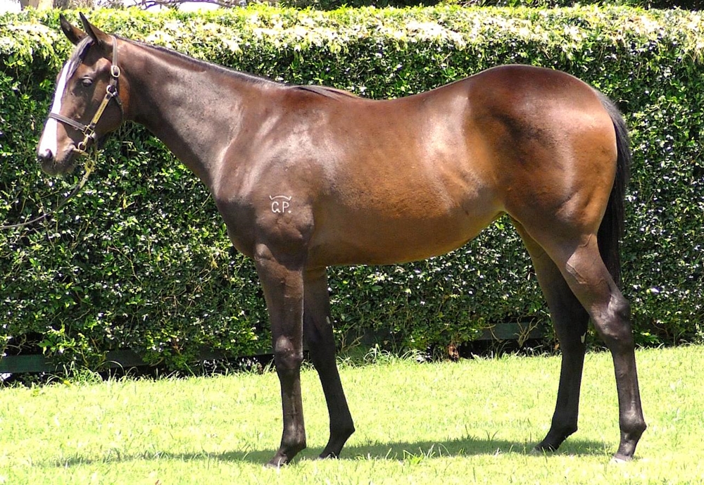Exceedance (AUS) / Show Affection (AUS) 2023 Filly - Image 1