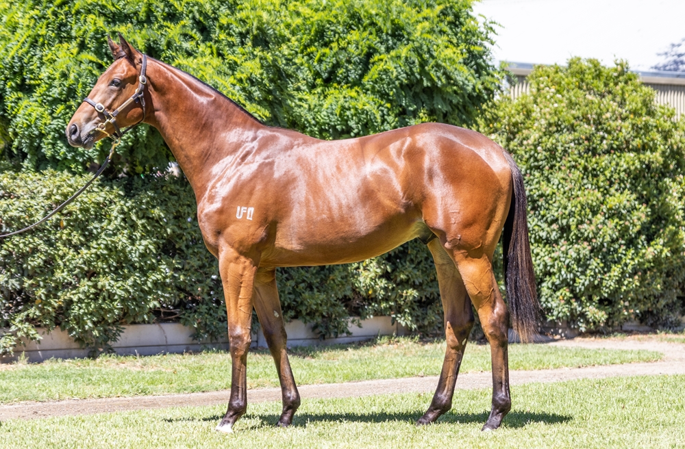 St Mark's Basilica (FR) / Unbounded (AUS) 2023 Colt - Image 1