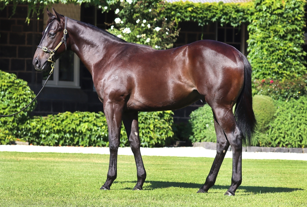 Shamus Award (AUS) / Rusutsu (GB) 2023 Colt - Image 1