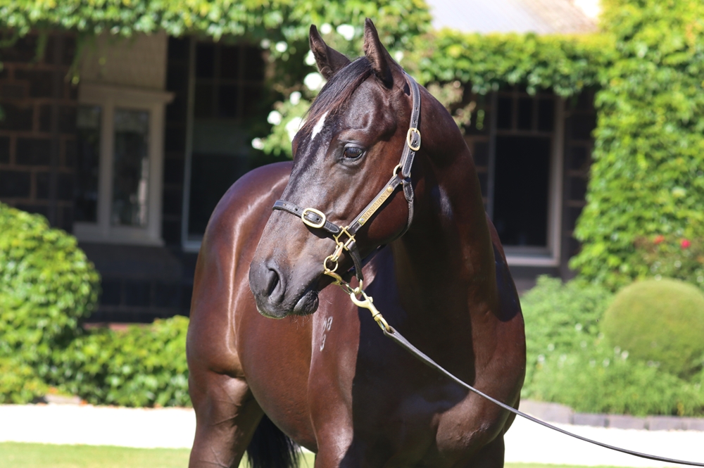 Shamus Award (AUS) / Rusutsu (GB) 2023 Colt - Image 1