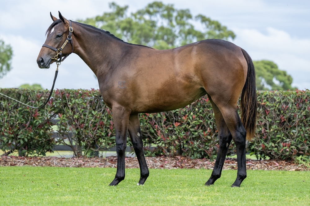 Farnan (AUS) / Forever Crazy (AUS) 2023 Filly - Image 1