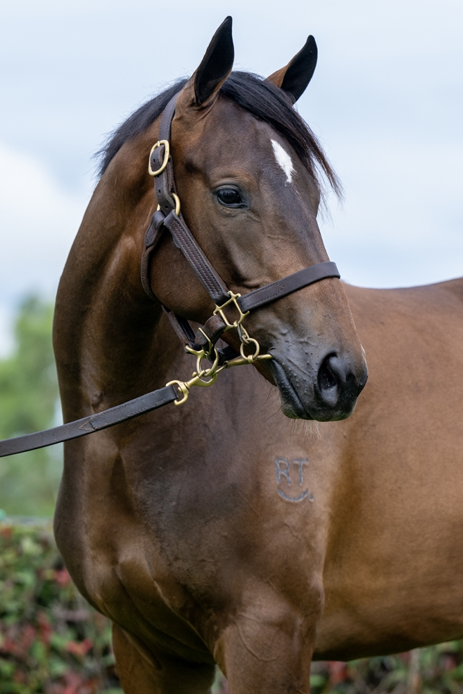 Farnan (AUS) / Forever Crazy (AUS) 2023 Filly - Image 2