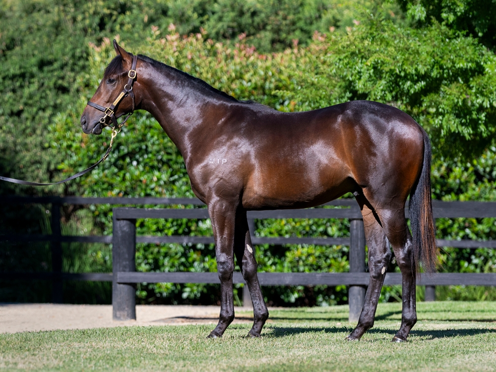 Too Darn Hot (GB) / Tennessee Gold (AUS) 2023 Colt - Image 1