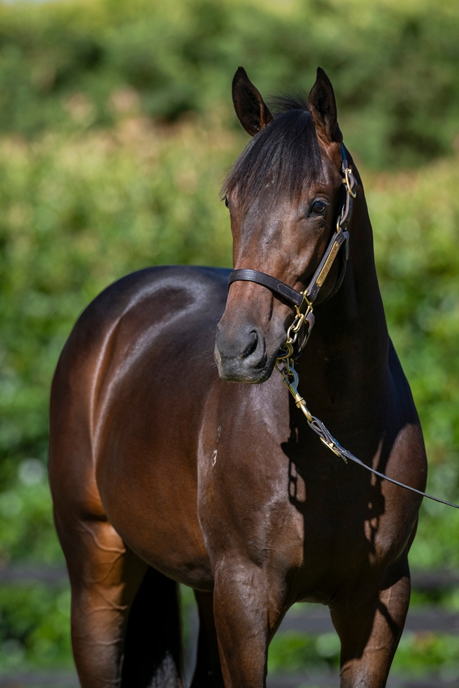 Too Darn Hot (GB) / Tennessee Gold (AUS) 2023 Colt - Image 2