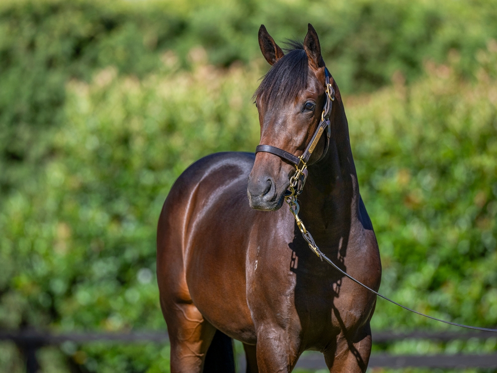 Too Darn Hot (GB) / Tennessee Gold (AUS) 2023 Colt - Image 3