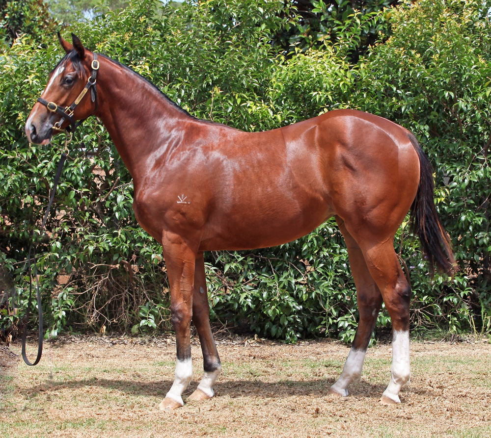 Spirit of Boom (AUS) / Outlaw Kate (AUS) 2023 Filly - Image 1