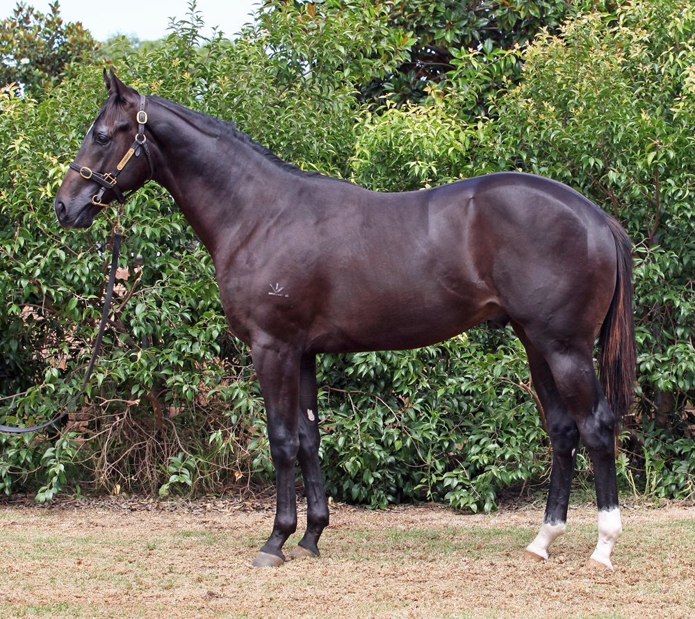 Barbaric (AUS) / Miss Rhapsody (AUS) 2023 Colt - Image 1