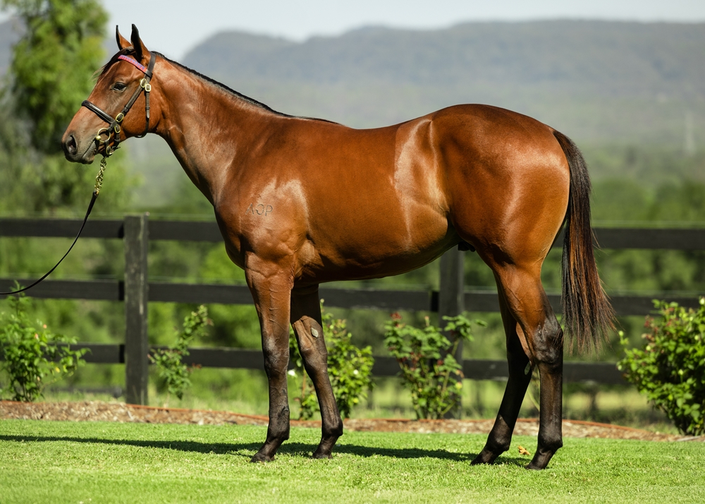 Capitalist (AUS) / Impetuous (AUS) 2023 Colt - Image 1