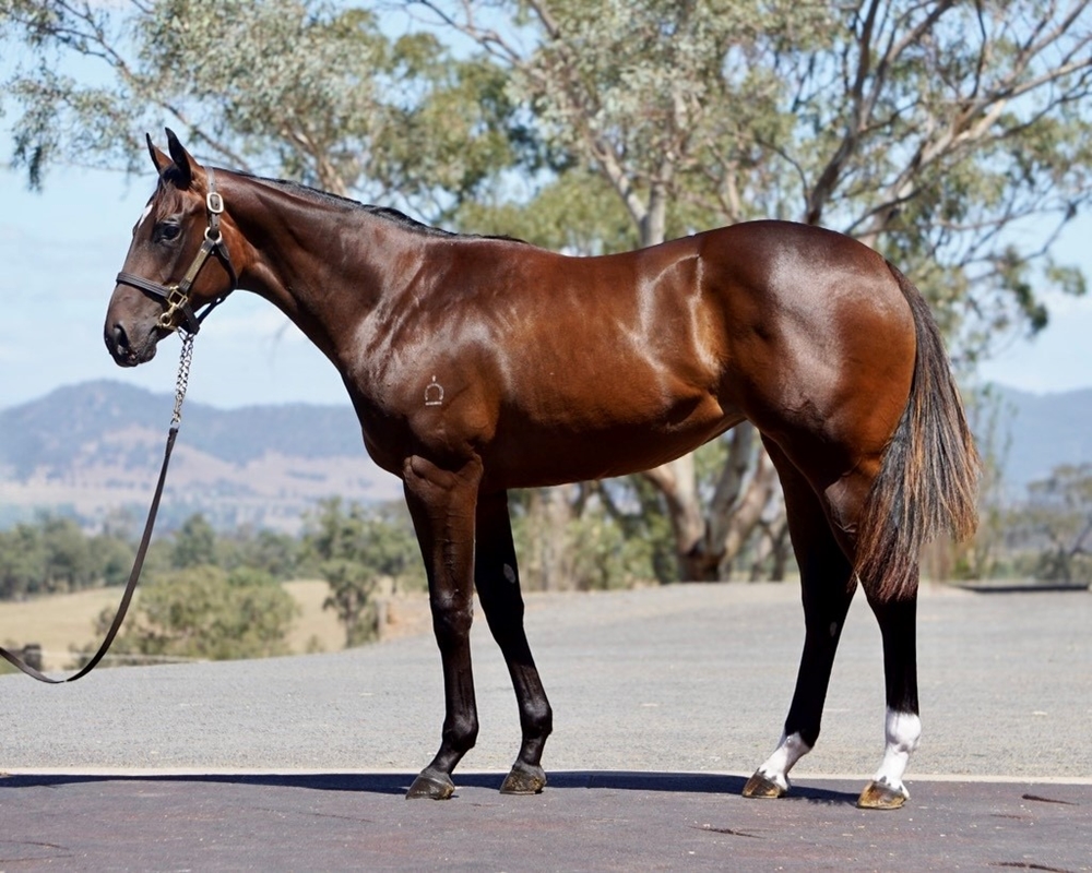 Brazen Beau (AUS) / We Can Dance (AUS) 2023 Filly - Image 1