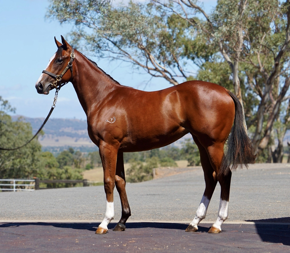 Extreme Warrior (AUS) / On a Given Day (AUS) 2023 Filly - Image 1