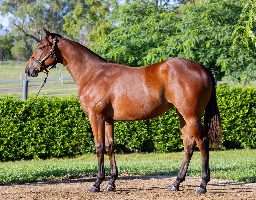 Wild Ruler (AUS) / Miss Clicquot (AUS) 2023 Filly - Image 1