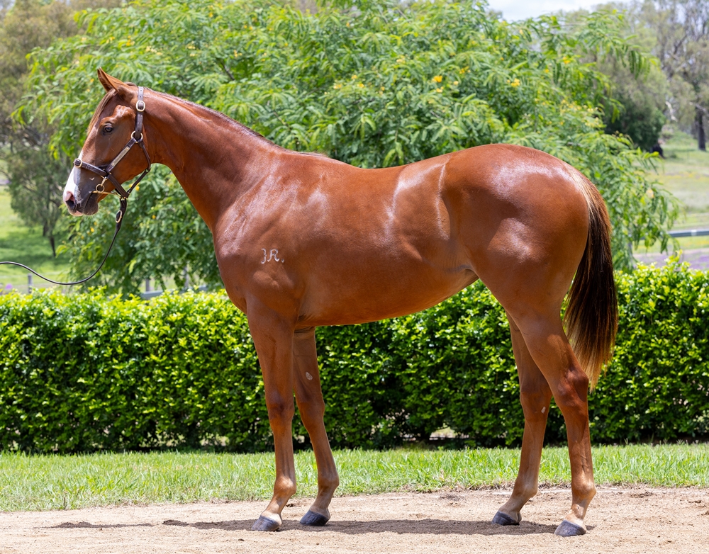 Anders (AUS) / Tumbling Dice (AUS) 2023 Filly - Image 1