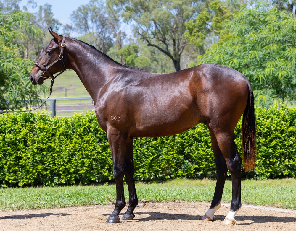 Spirit of Boom (AUS) / La Fluorescent (NZ) 2023 Colt - Image 1