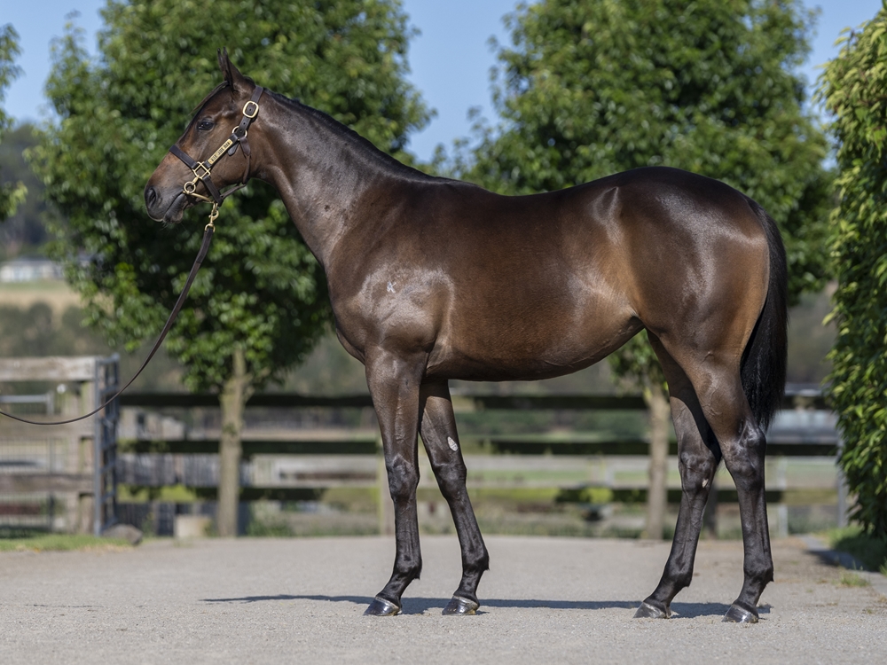 Too Darn Hot (GB) / Specialism (AUS) 2023 Filly - Image 1
