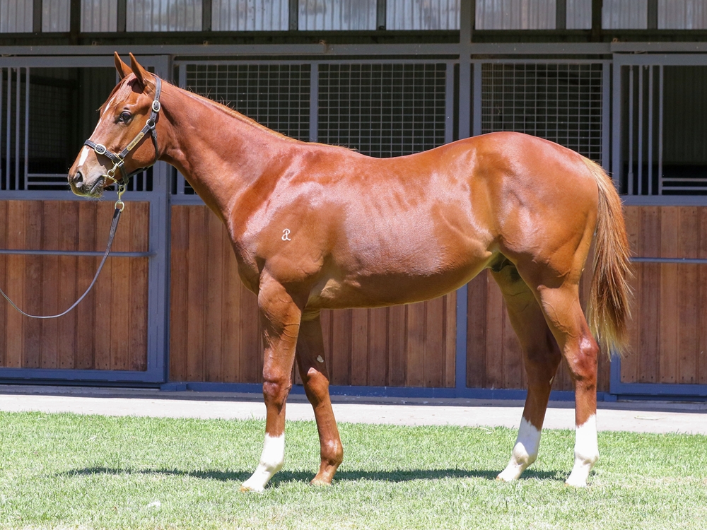Toronado (IRE) / Tereka (AUS) 2023 Colt - Image 1