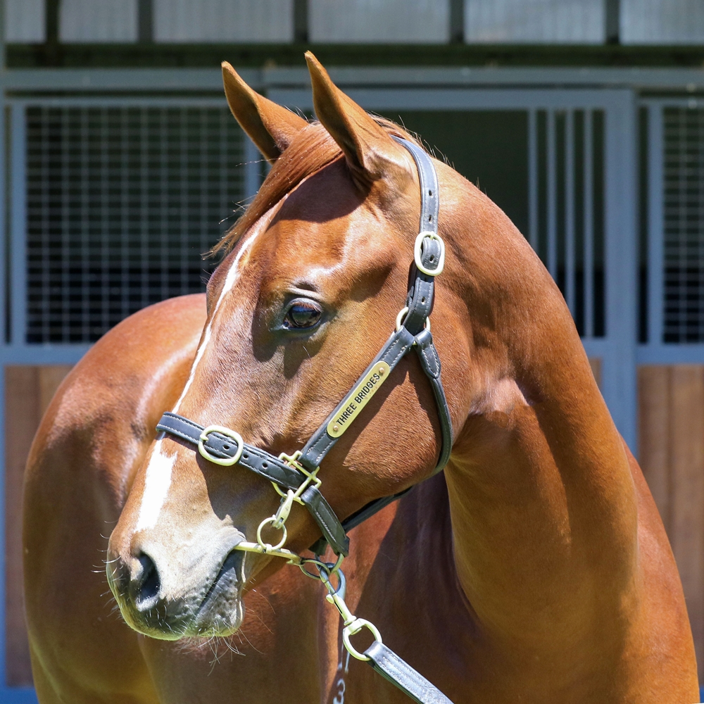 Toronado (IRE) / Tereka (AUS) 2023 Colt - Image 2