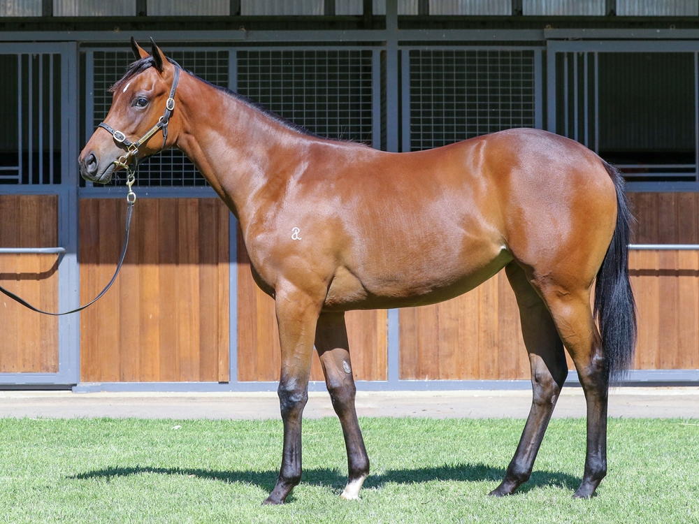 Toronado (IRE) / Viviette (IRE) 2023 Filly - Image 1