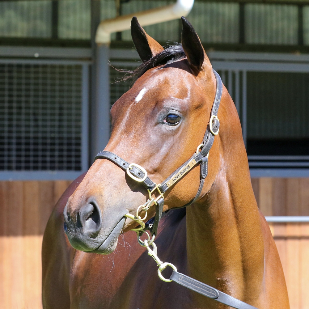 Toronado (IRE) / Viviette (IRE) 2023 Filly - Image 2