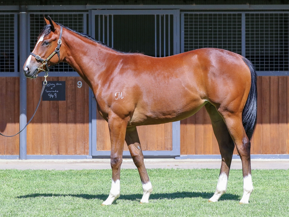 Toronado (IRE) / Sizzling Ace (AUS) 2023 Filly - Image 1