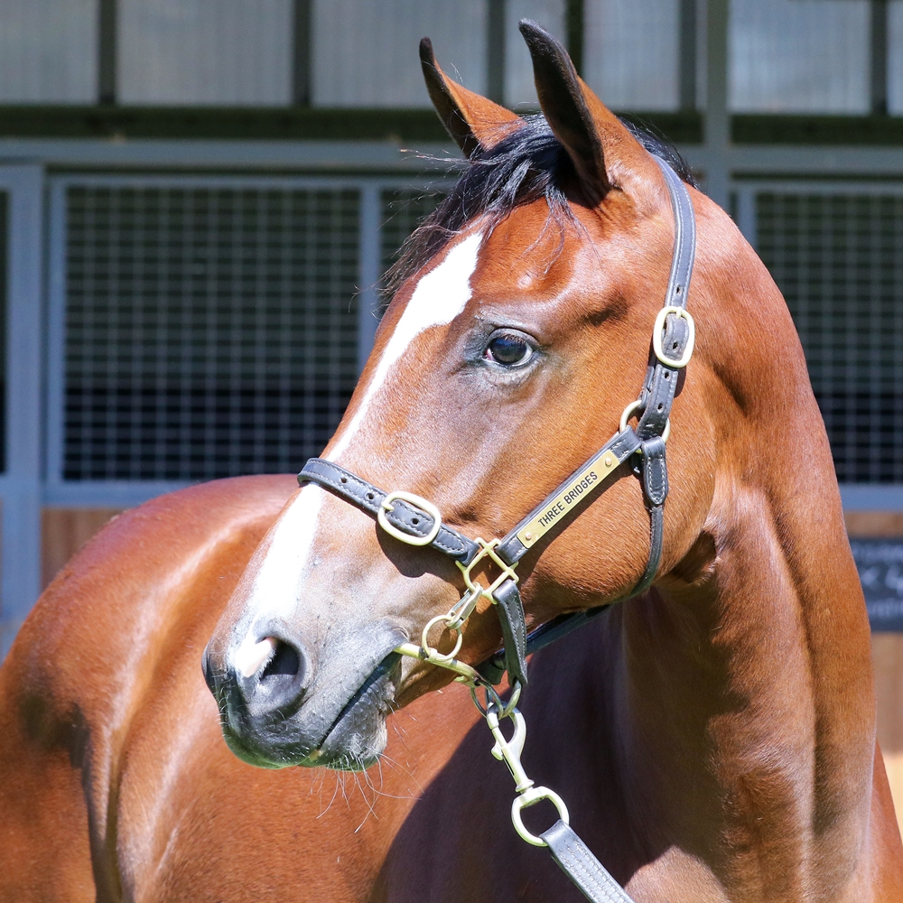 Toronado (IRE) / Sizzling Ace (AUS) 2023 Filly - Image 2