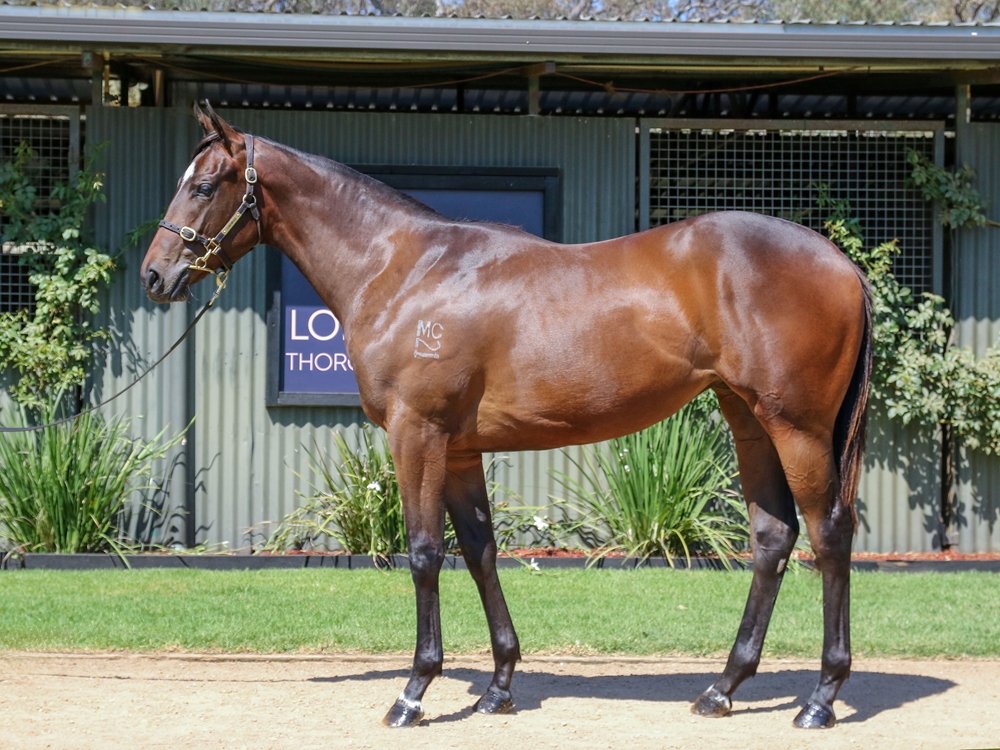 I Am Invincible (AUS) / Lubiton (AUS) 2023 Filly - Image 1