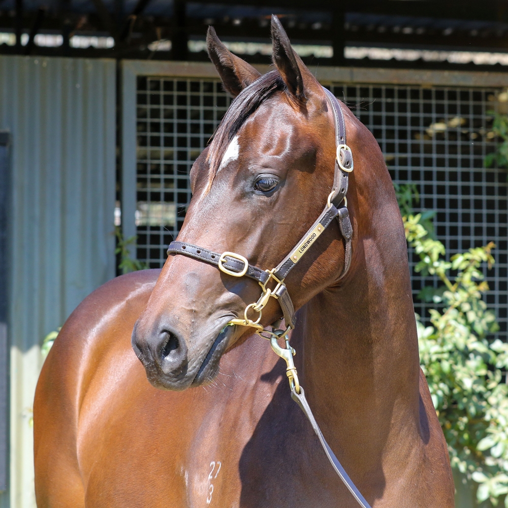 I Am Invincible (AUS) / Lubiton (AUS) 2023 Filly - Image 2
