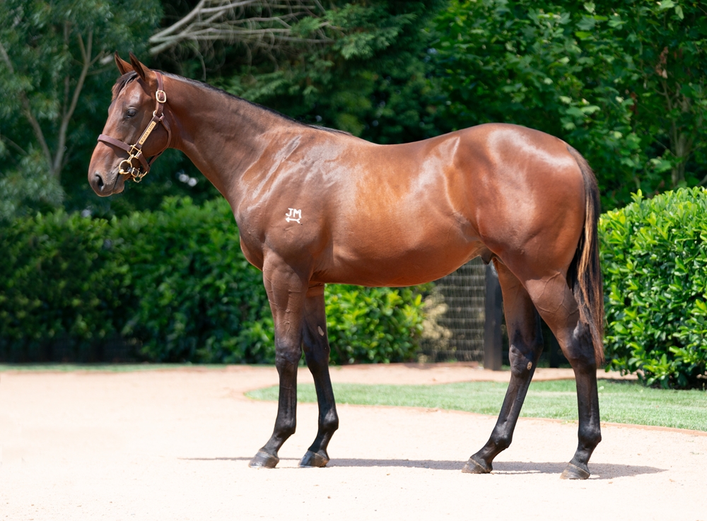 Exceed and Excel (AUS) / Chocolate Martini (USA) 2023 Colt - Image 1