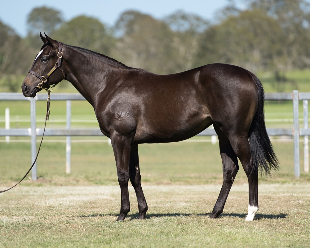 Lonhro (AUS) / Ruby Ninetails (AUS) 2023 Filly - Image 1