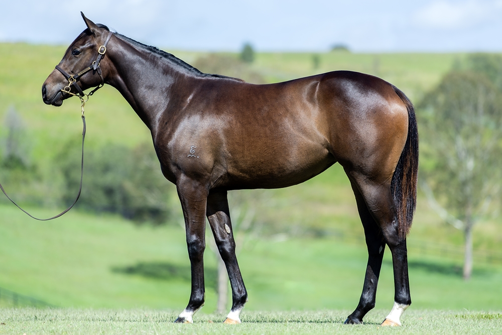 Pierata (AUS) / Hidden Code (AUS) 2023 Filly - Image 1