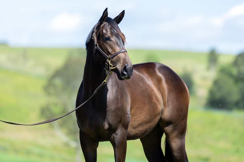 Pierata (AUS) / Hidden Code (AUS) 2023 Filly - Image 2
