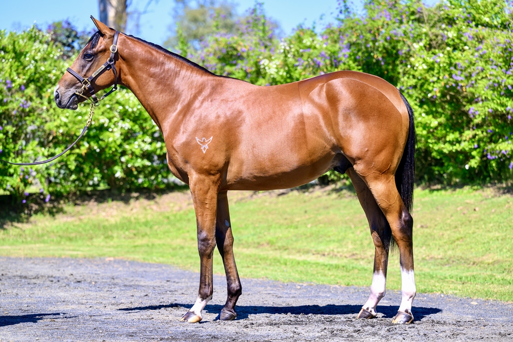 Aclaim (IRE) / Amuletum (GB) 2023 Colt - Image 1