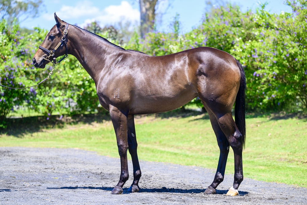 Supido (AUS) / Princess de Roca (NZ) 2023 Filly - Image 1