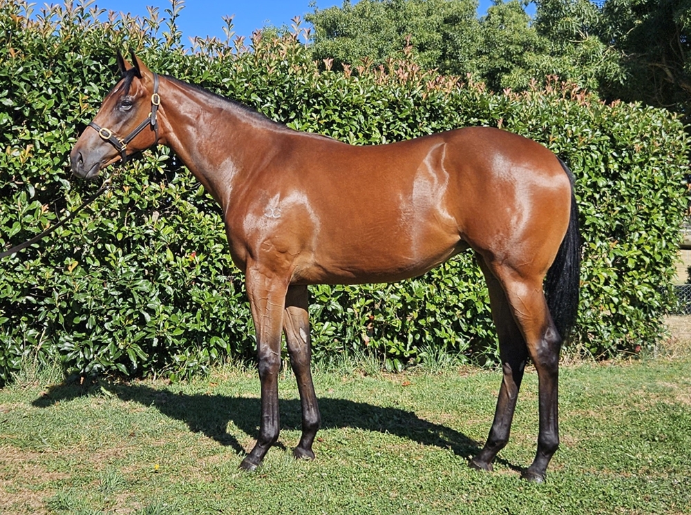 Astern (AUS) / Red Tsarina (NZ) 2023 Filly - Image 1