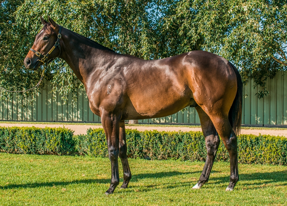 Cool Aza Beel (NZ) / Vanderlune (AUS) 2023 Colt - Image 1