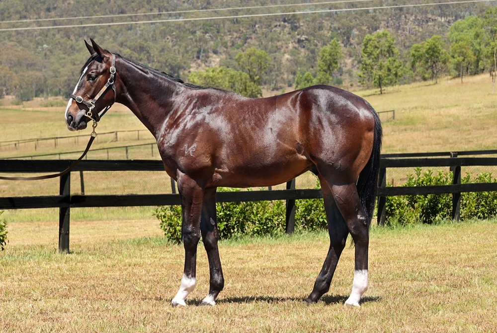 Trapeze Artist (AUS) / Miss Billionaire (AUS) 2023 Colt - Image 1