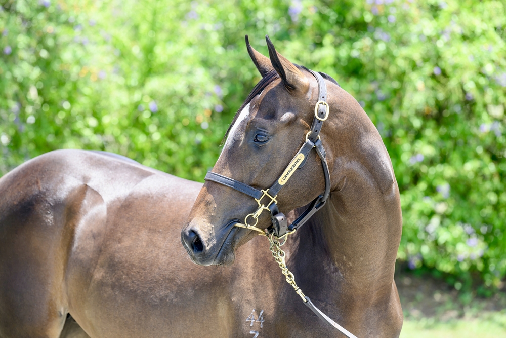 Supido (AUS) / Princess de Roca (NZ) 2023 Filly - Image 1